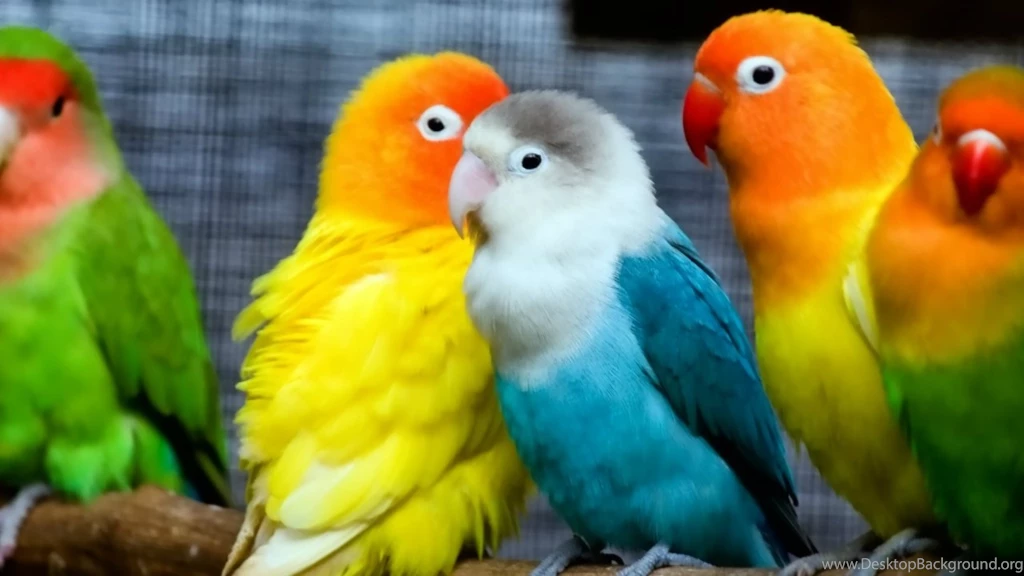 Love Bird Wallpapers HD Attachment 11885   Amazing Wallpaperz