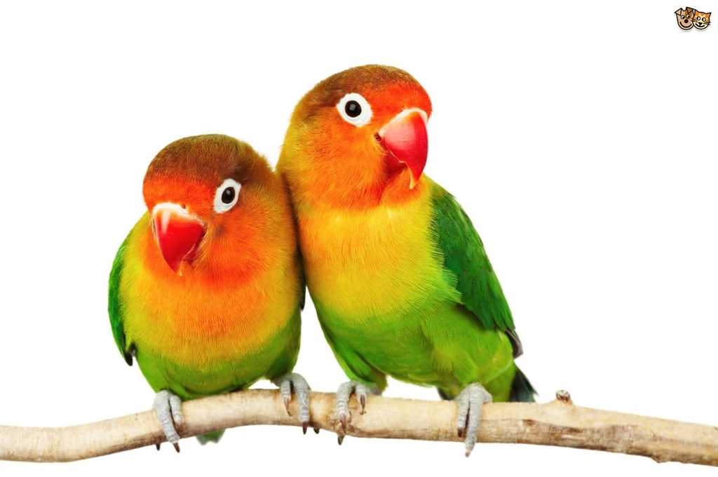 Animals Backgrounds In High Quality: Lovebird By Tom Gil, Thursday ...