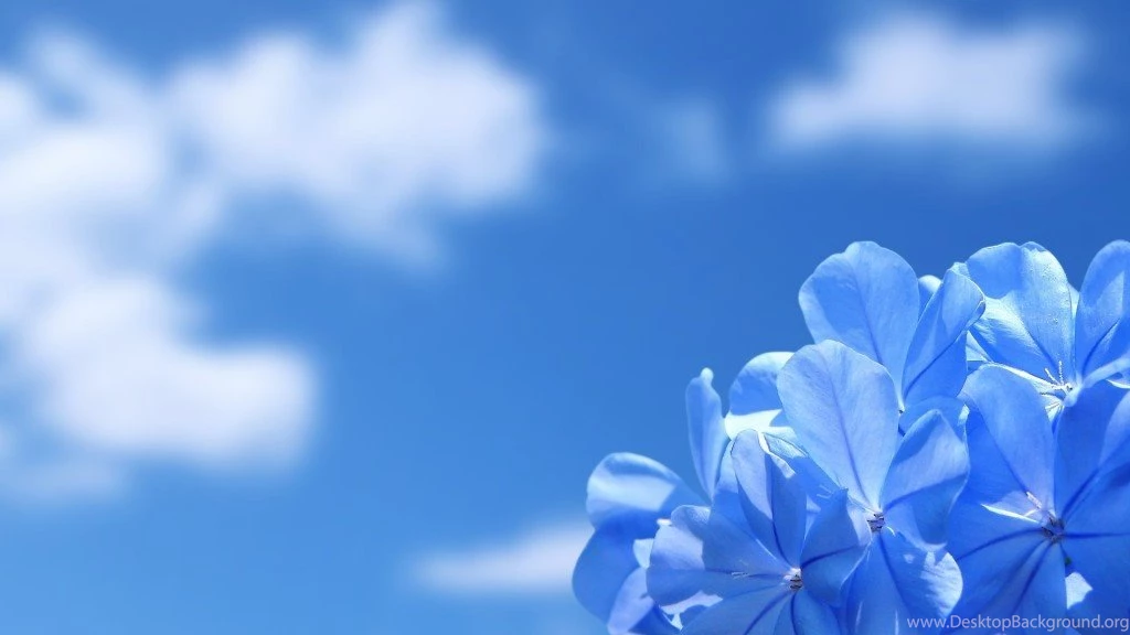 HD Flowers Wallpapers For Desktop