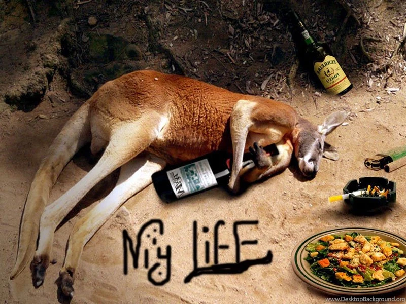 New Funny Wallpapers HD Widescreen Wallpapers