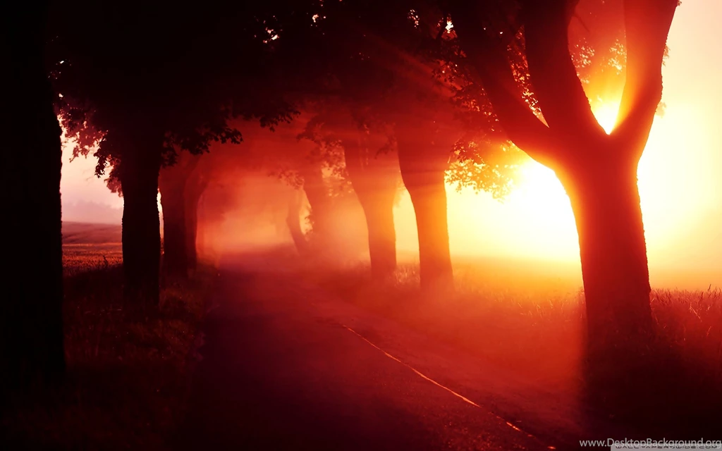 Download Red Sunset Tree Lined Road Wallpapers   Wallpapers Widest