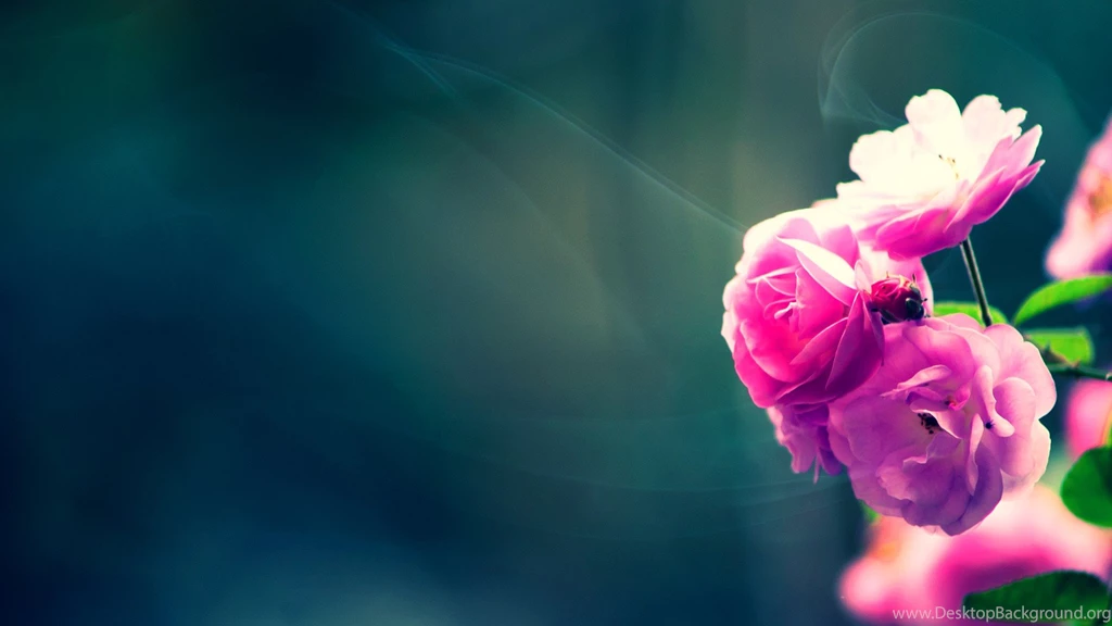 Flower HD Wallpapers : Other Wallpapers Ngantukan.com