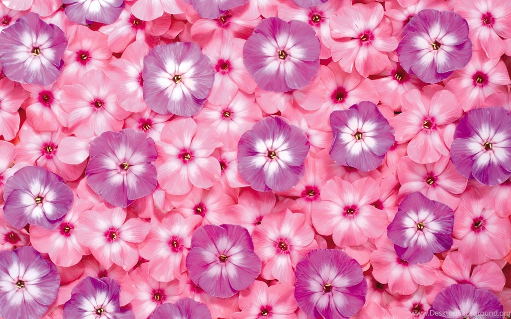Hd Wallpapers Flowers Hd Widescreen Wallpapers Desktop Wallpapers ...