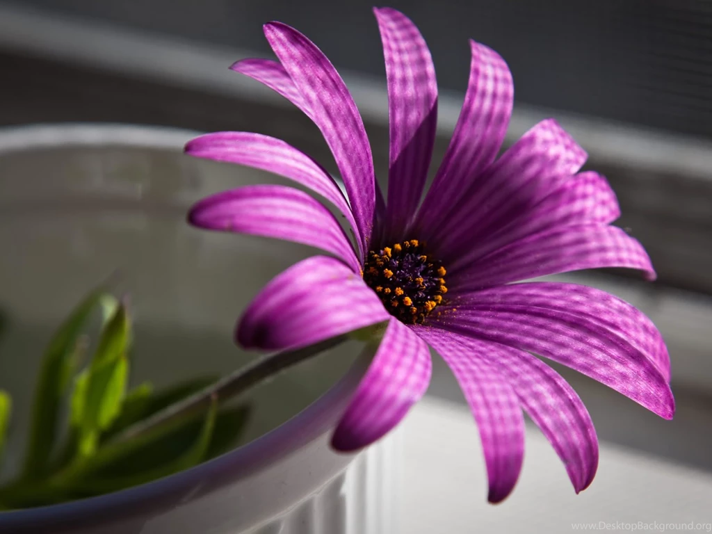 Desktop Wallpaper Images Of Flowers HD Wallpapers Desktop ...