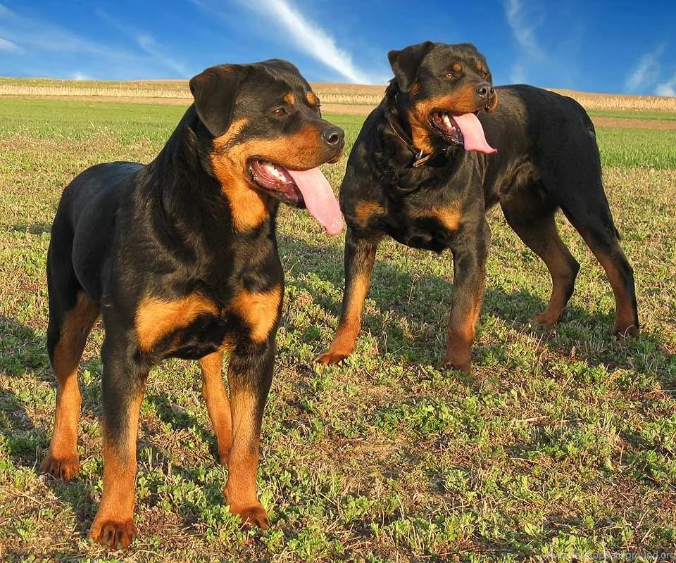 Rottweilers Dog Wallpapers Android Apps On Google Play