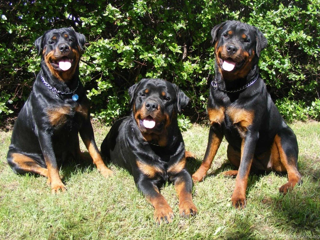 Rottweiler Dog Wallpapers – Daily Backgrounds In HD