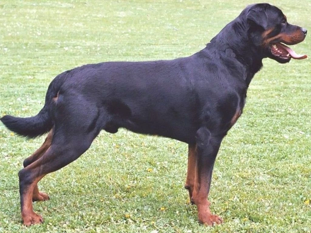 Rottweiler Dog Desktop Wallpapers