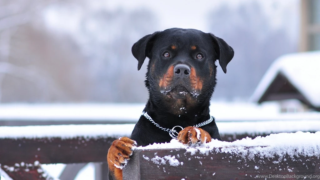 Mac iMac 27 Rottweiler Wallpapers HD, Desktop Backgrounds 2560x1440