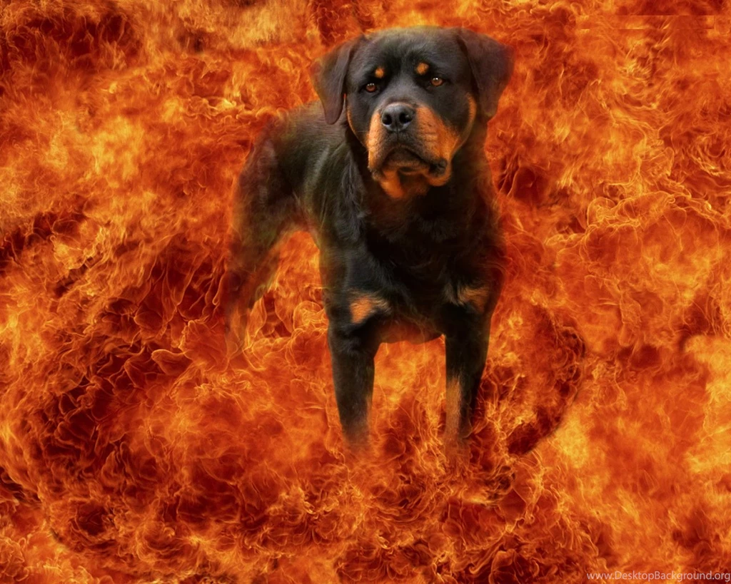 Rottweiler, Dog, Hd, Wallpaper, With, Beautiful, Background, Cute ...