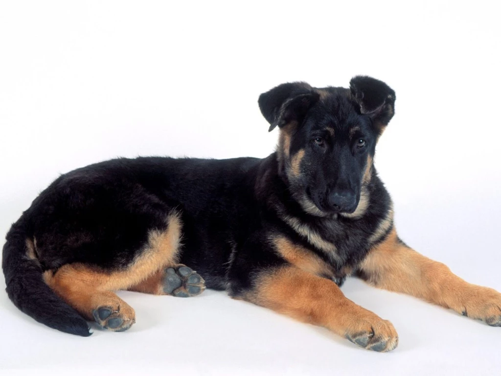 Rottweiler Dog Wallpapers White