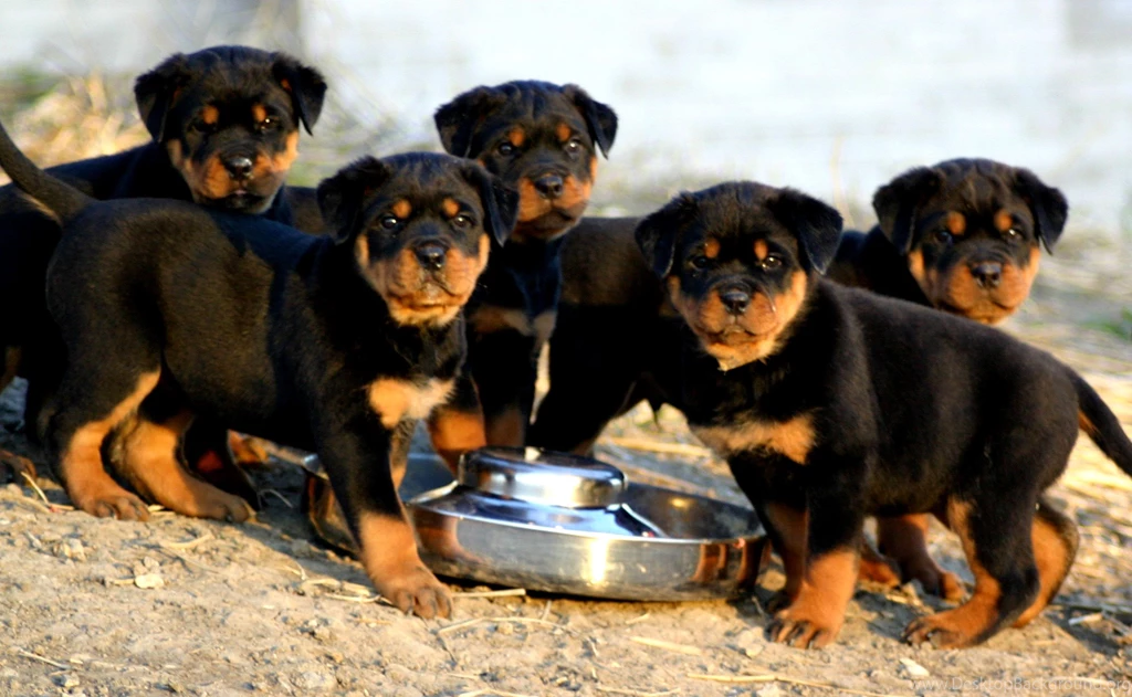 Rottweiler Puppies Photo And Wallpaper. Beautiful Rottweiler ...