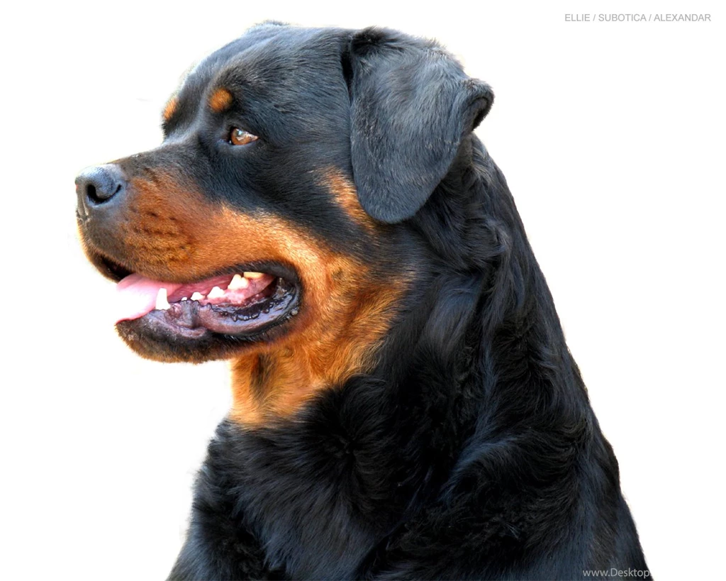 Beautiful Rottweiler Rottweiler Wallpapers (13379005) Fanpop
