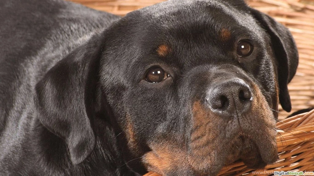 25 Rottweiler Dog High Quality HD Wallpapers :: Rottweiler Dogs Hd ...