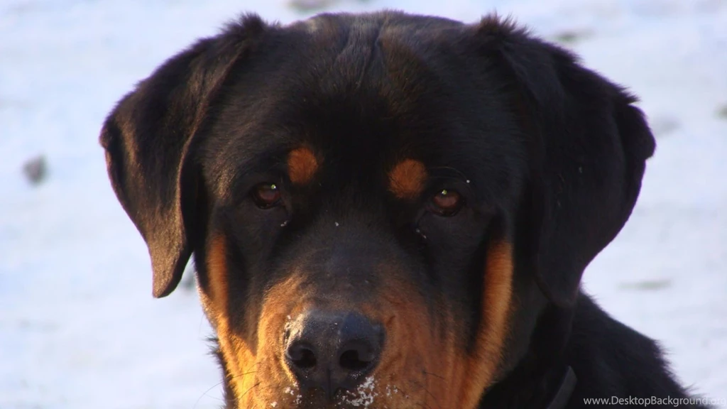 Download Wallpapers 1920x1080 Rottweiler, Dog, Sad, Sight Full HD ...