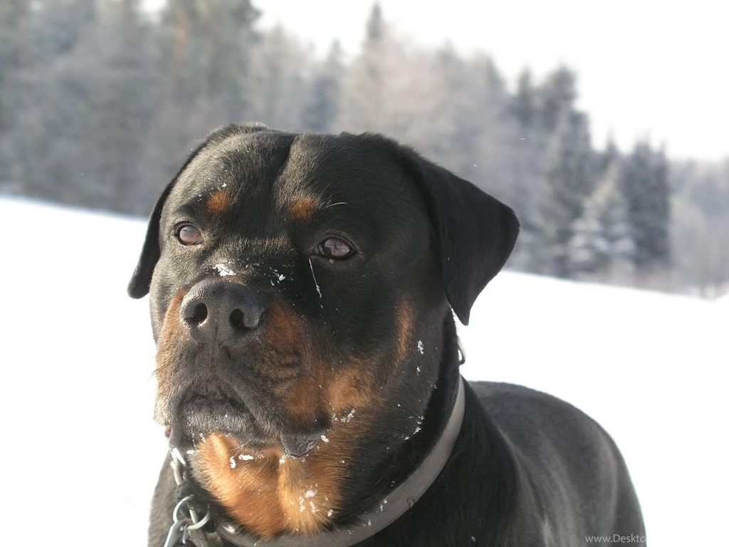 Winter Rottweiler Dog Photo And Wallpaper. Beautiful Winter ...