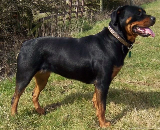 Rottweiler 197 High Resolution Wallpapers DogBreedsWallpapers.com