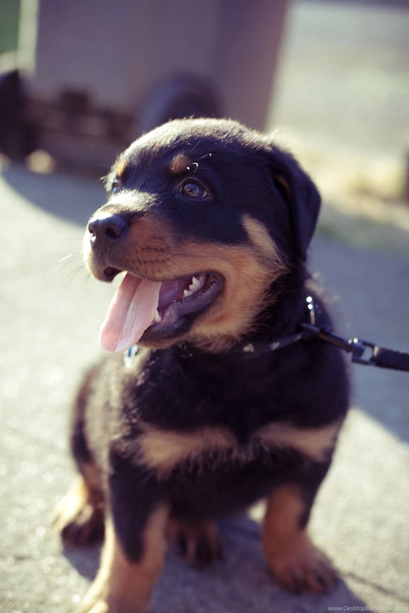 Dogs Puppies Rottweiler 2800x4200 Wallpapers – Animals Dogs HD ...