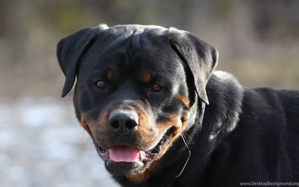 Rottweiler Dog Live Wallpapers Android Apps On Google Play