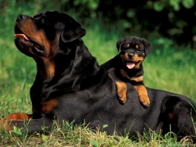 Is A Rottweiler A Good Family Dog 31 High Resolution Wallpapers ...