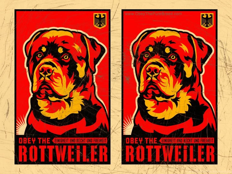 Wallpapers Rottweiler Dog