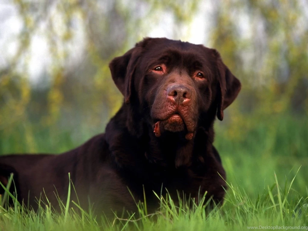 Rottweiler Dogs 31 Free Hd Wallpapers DogBreedsWallpapers.com