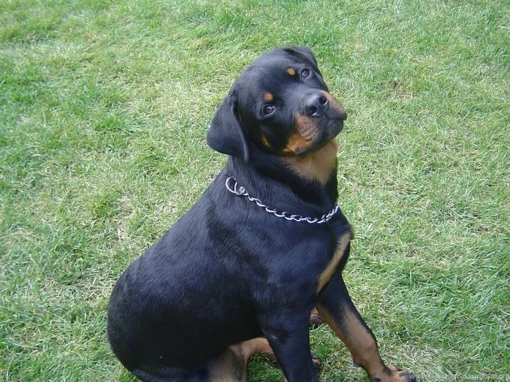 Rottweiler Puppies With Funny Quotes. QuotesGram