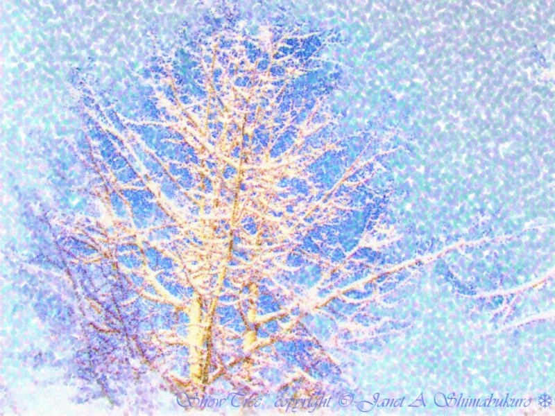 Arride Graphics: SnowTree Desktop Wallpapers 800x600