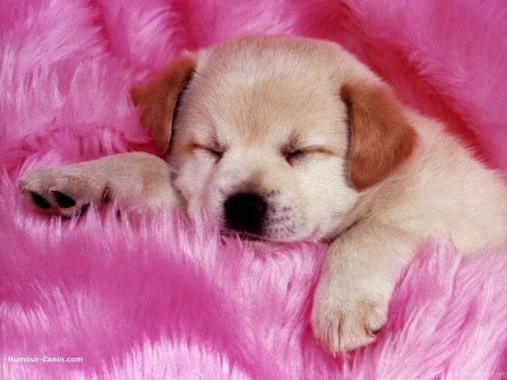 Pink Wallpapers Stunning L5A » WALLPAPERUN.COM