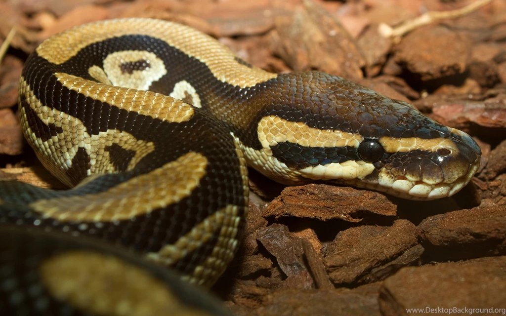 Ball Python Wallpaper.