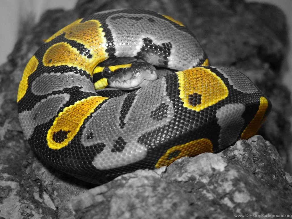 Ball Python Wallpaper.