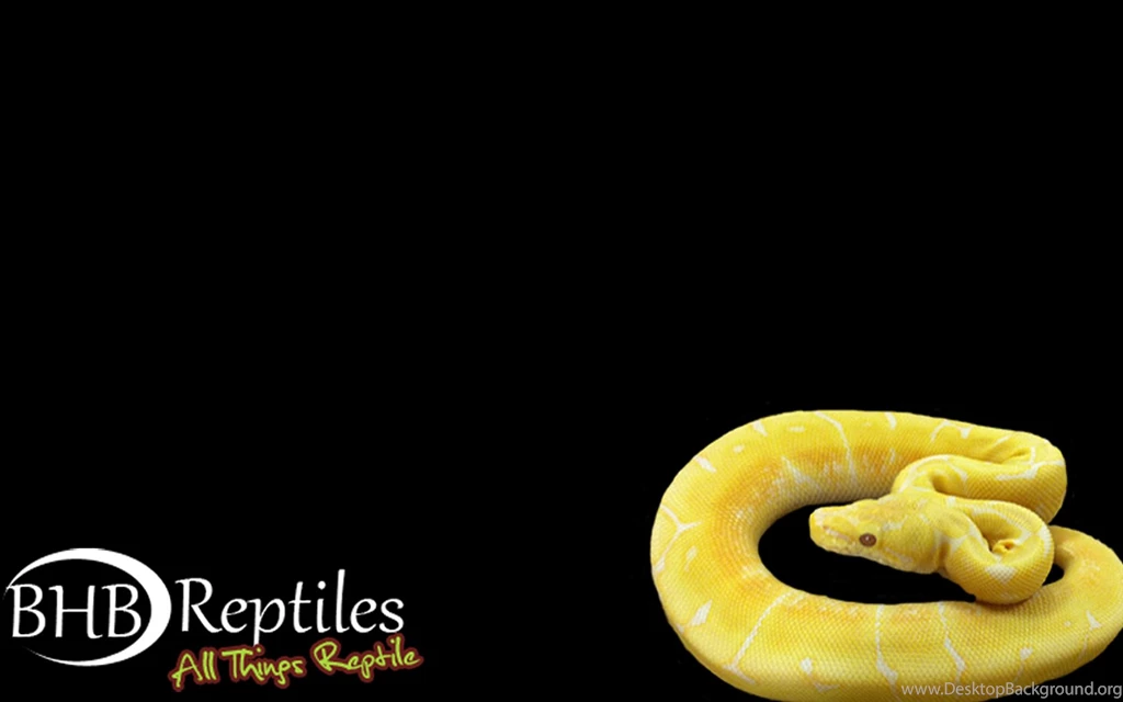 BHB Reptiles Downloadable Wallpapers