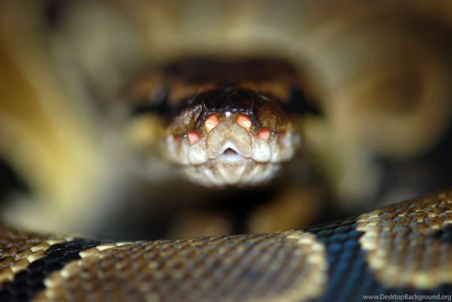 Ball Python Wallpaper.