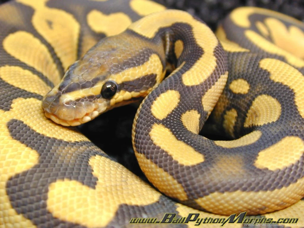 My Free Wallpapers Nature Wallpapers : Ball Python