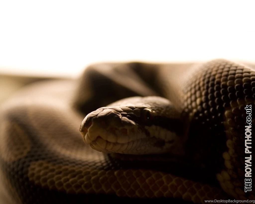 Royal Python Downloads The Royal Python.co.uk Royal Python ...