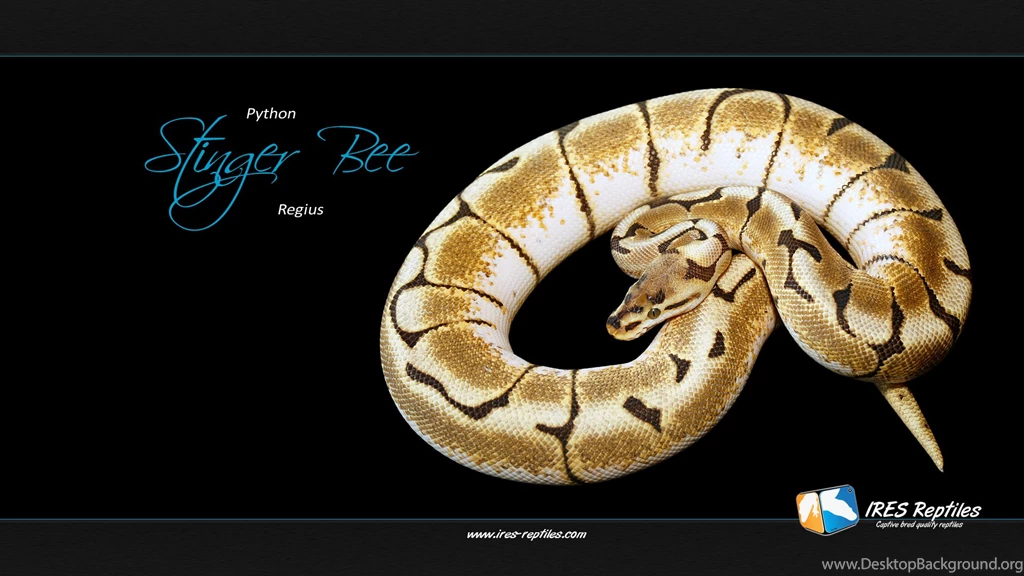 Fonds D'écran Python : Tous Les Wallpapers Python