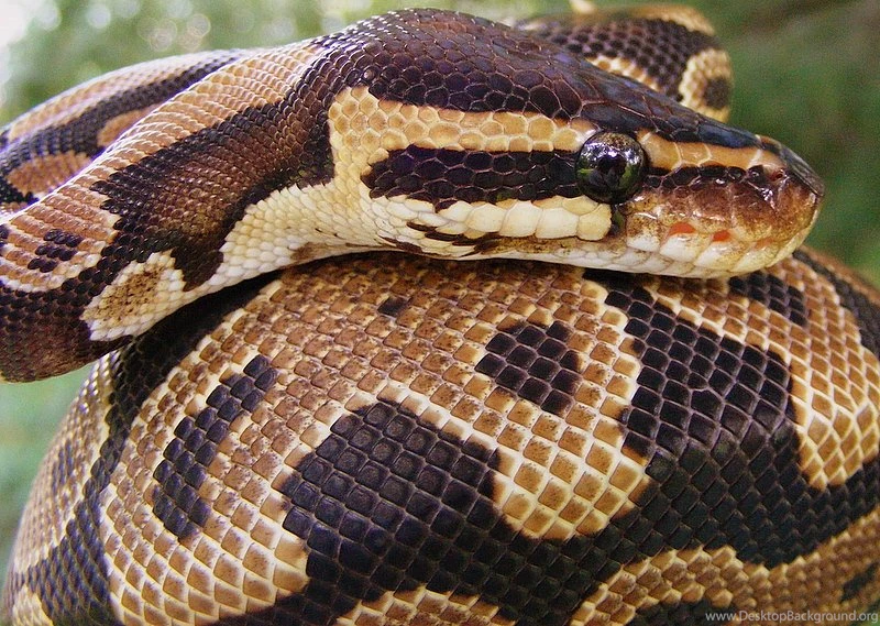Ball python club's DeviantArt Gallery