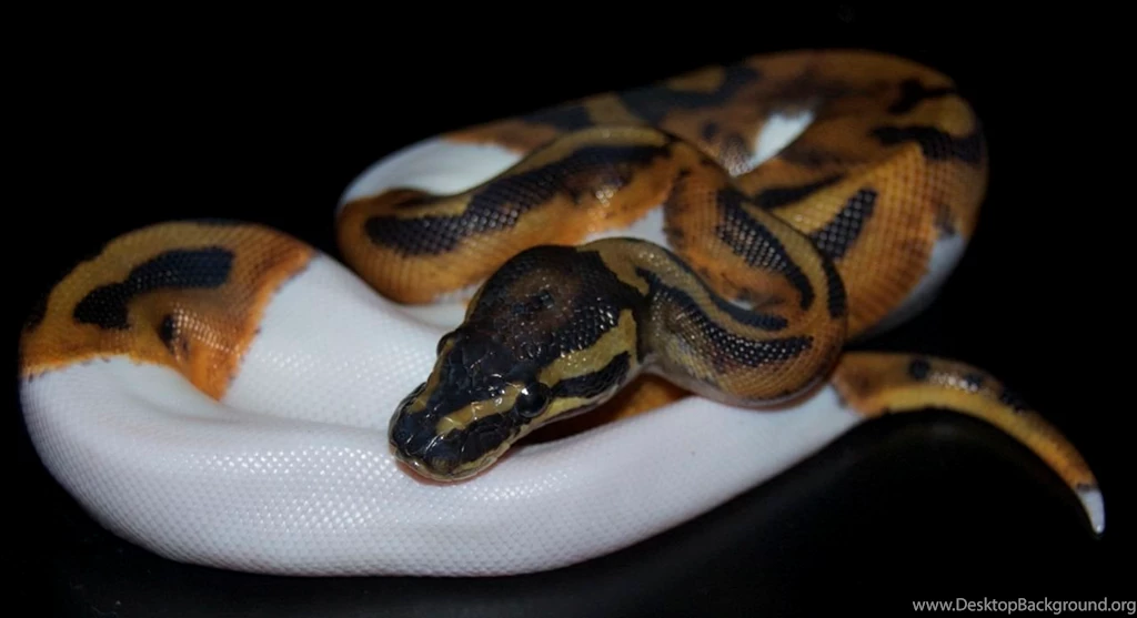 Piebald Ball Python II By Phoenix Cry On DeviantArt