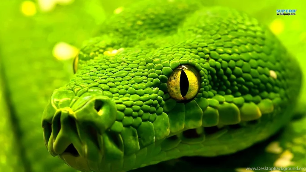 Ball Python 1200x777px