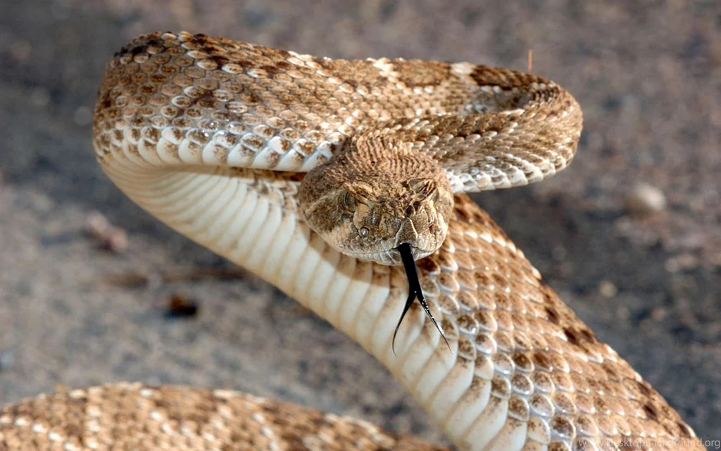 Desktop Ball Python Snake Pictures Dowload