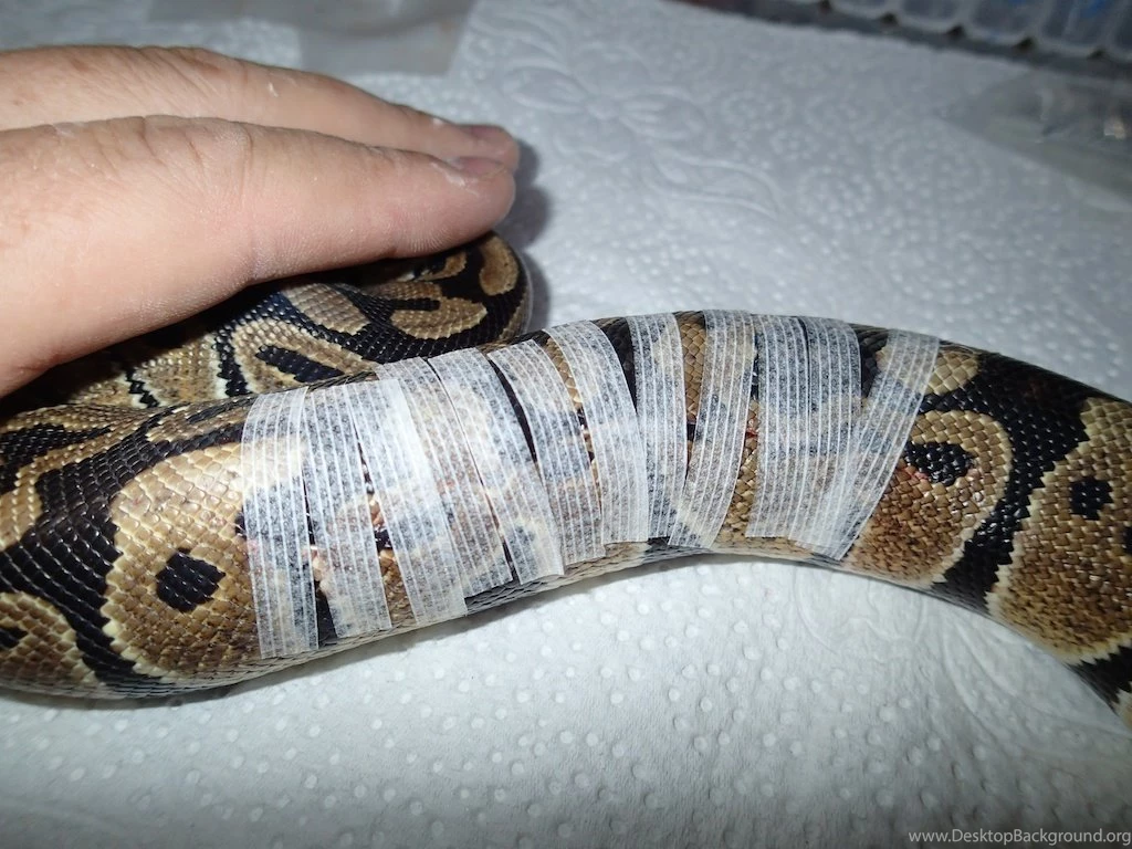 SAReptiles • View Topic Treatment For Cut On Ball Python