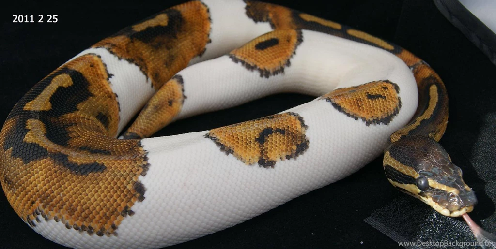 Piebald Ball Python Reptiles Wallpapers