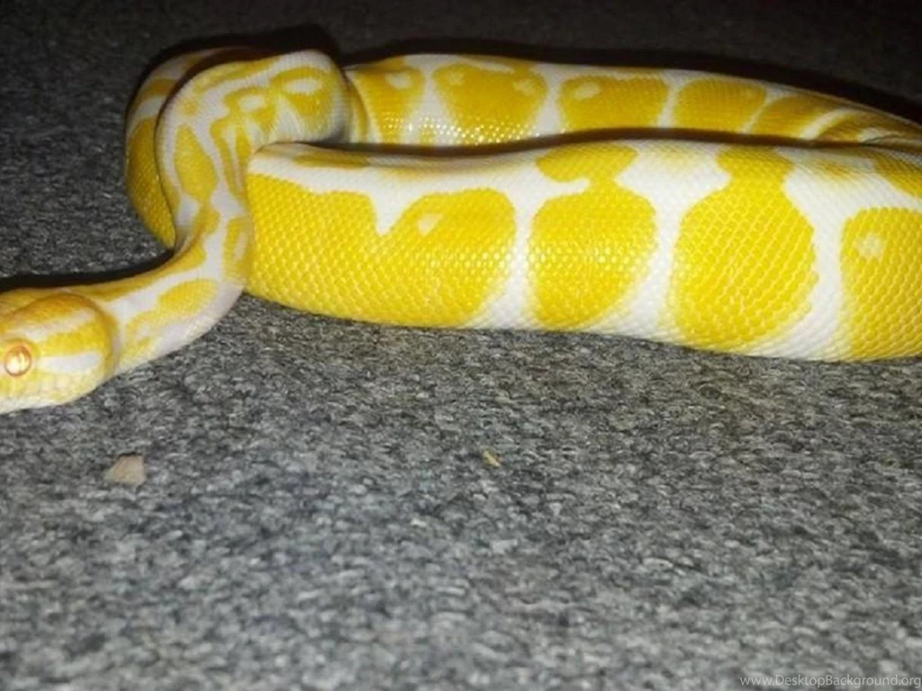 Desktop Ball Python Snake Wallpapers