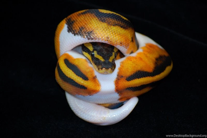 Ballpython DeviantArt