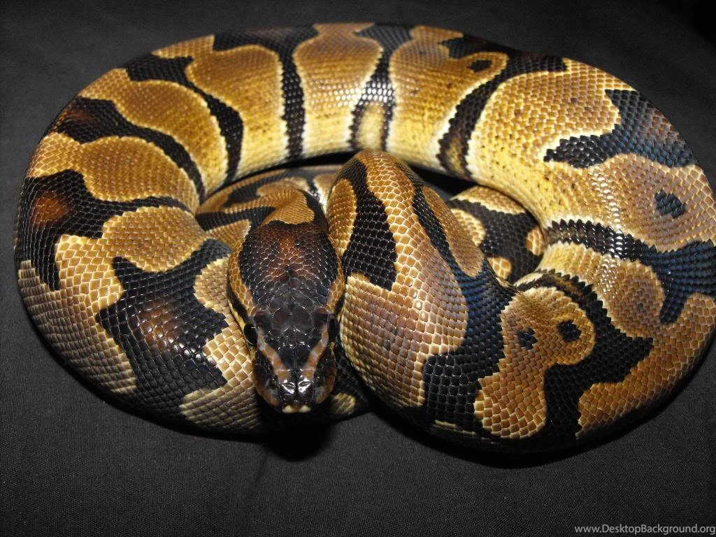 Banded