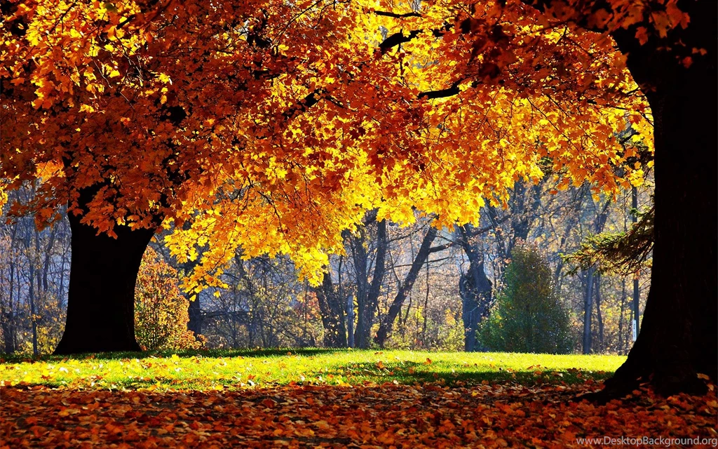 Fall Foliage Wallpapers For Desktop Wallpapers Cave