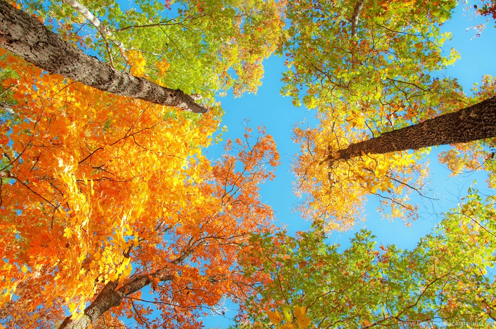5 Reasons Why Girls Are So In Love With Fall