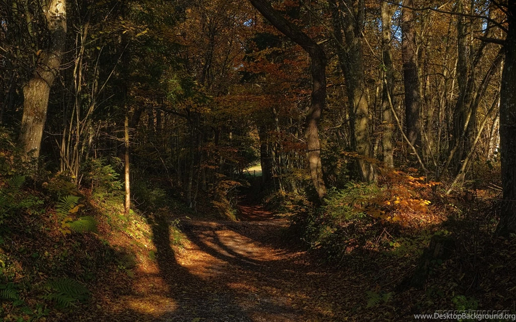 Index Of /wallpapers/fall foliage