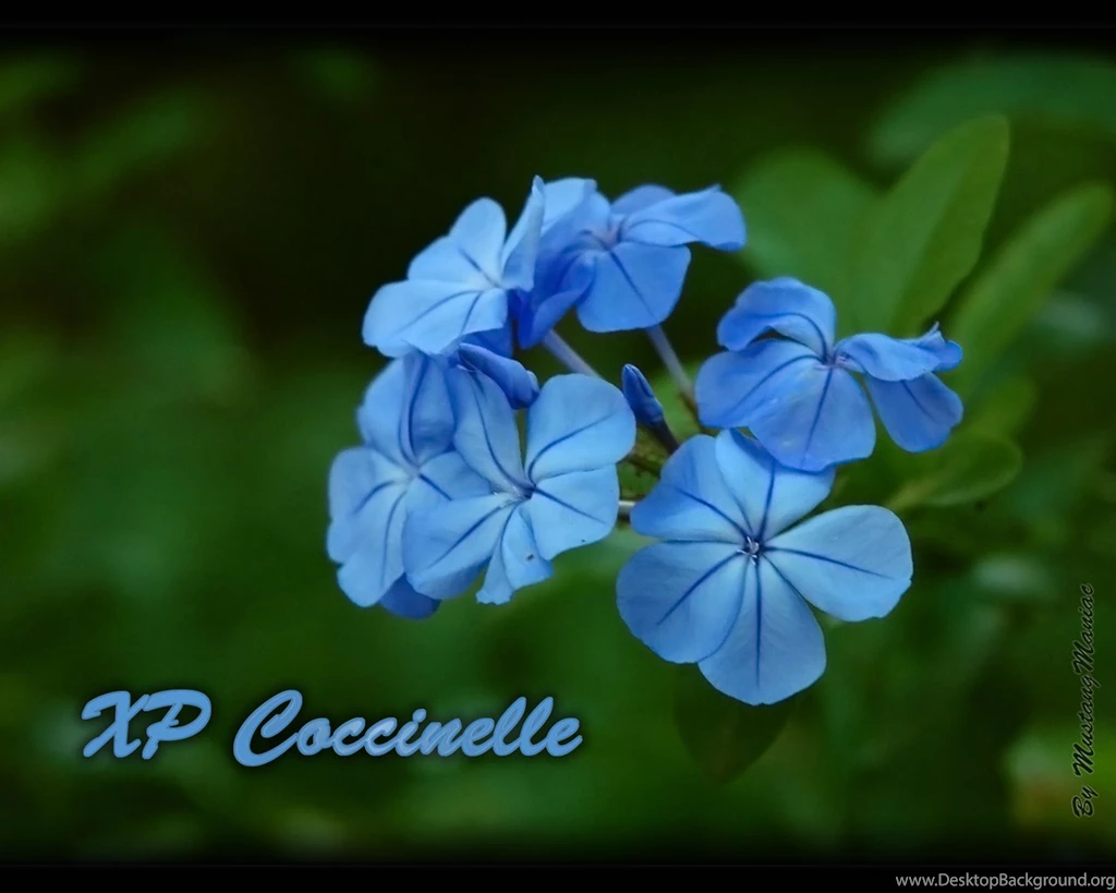 Download XP Coccinelle On CrystalXP.net   Wallpapers