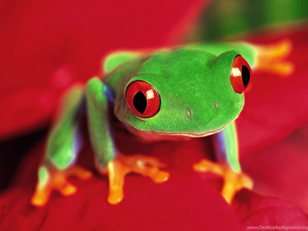 254 Frog HD Wallpapers