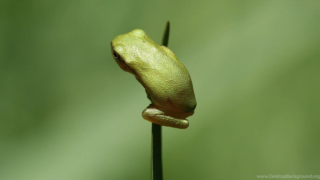 Animals Frog 1920x1080 – Free HD Wall Paper